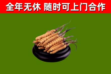 仁怀市回收冬虫夏草