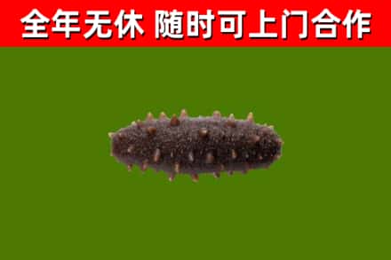 仁怀市回收海参干